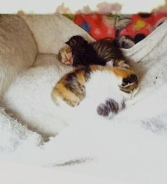 産まれたばかりの仔猫たち♪7月17日更新