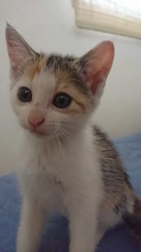 かわいい三毛  くーちゃん