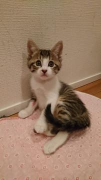 甘えん坊キジ白くん