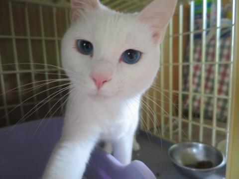 真っ白、青い目の美猫
