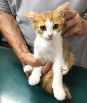 子猫の里親募集中！！ナッツくん♪