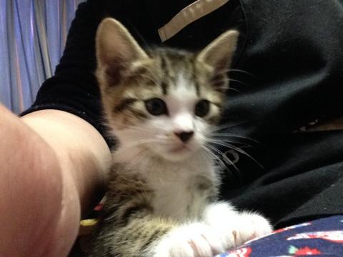 キジシロ１ヶ月