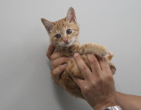 動物病院保護の2か月茶トラ（♂）