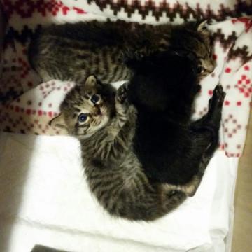 ３匹の兄弟　ベンガルmix柄　黒猫
