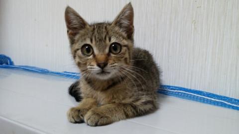 活発なキジ柄の猫ちゃん