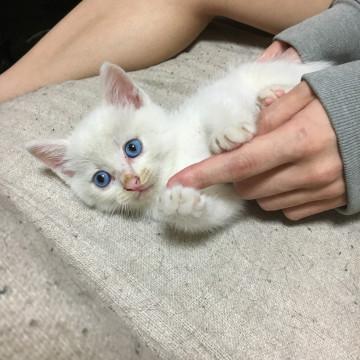 困り顔の白猫ちゃん