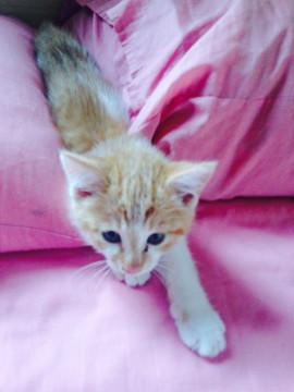 可愛いお顔の茶白の子猫ちゃん