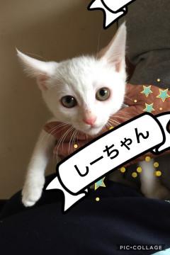 真っ白い仔猫ちゃん