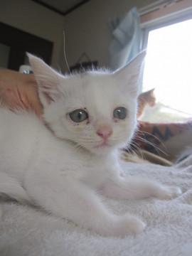 グレーのぽちの白猫