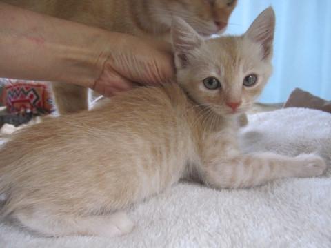 かわいいパステル茶白