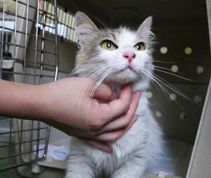 処分間近 ノルウェージャン？人馴れ抜群