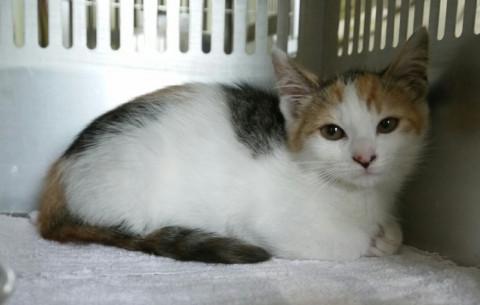 処分間近 可愛い三毛ちゃん