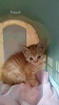 迷子の子猫の里親になってください！