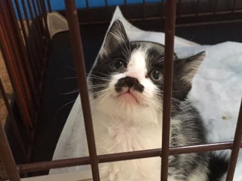 お茶目な女の仔