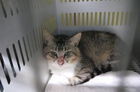 期限切れ  お願いします 可愛いキジシロ