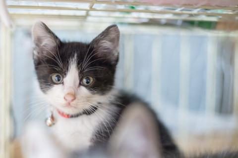 可愛いハチわれのはっちゃん