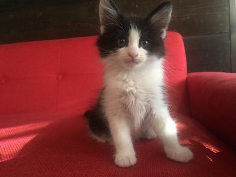 ゴージャス半長毛白黒