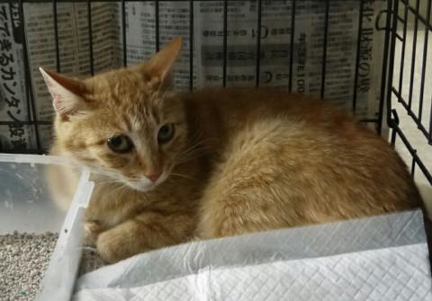 処分間近 茶トラの女の子