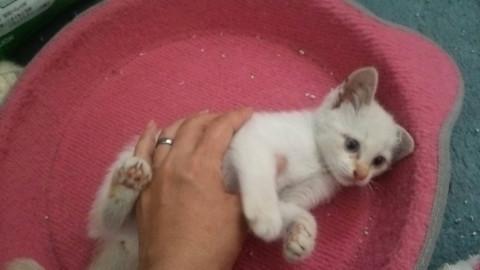 保健所からレスキュー 真っ白な子猫