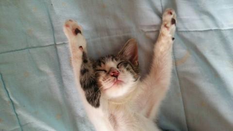 生後4ヶ月の子猫の里親さん募集