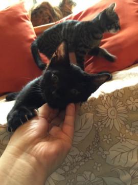 人も猫も大好き兄弟☆