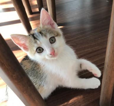 ピンクの鼻と肉球がチャームポイント三毛猫