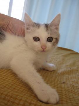 人懐こいキジ白