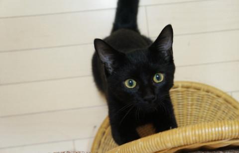 なつっこい黒子猫、小さなお子さんもOK