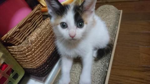 キュートなチビ三毛『ななよちゃん』