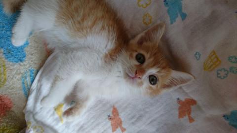 可愛い茶白の女の子です！