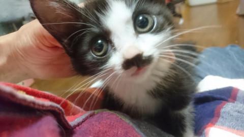 びっくりおめめがかわいい『プリンちゃん』