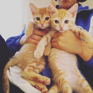 子猫★茶トラ★可愛いです