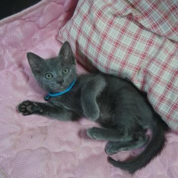 ダークグレーのハンサムくん