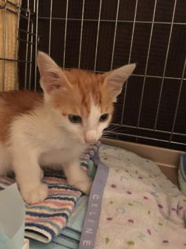 母猫から託されました！茶白の男の子