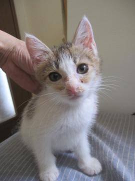 動画ありころころのきじしろ