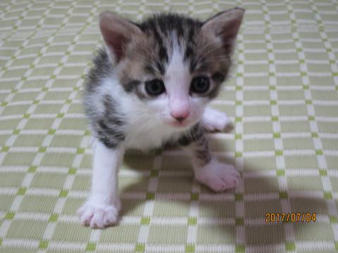 仲良し子猫5兄弟