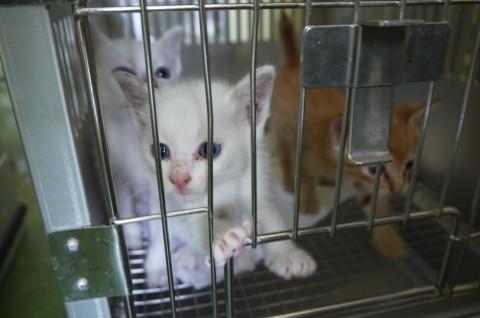 処分間近 可愛い子猫