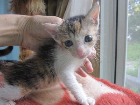 動画あり　小柄なシマ三毛　離乳中