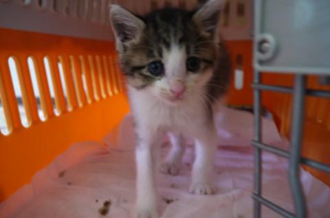 処分間近 可愛いキジ白