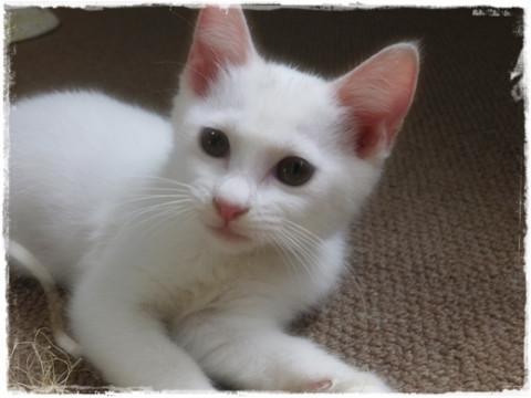 白猫　３ヶ月くらいの女の子　とっても綺麗