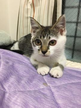子猫ちゃん