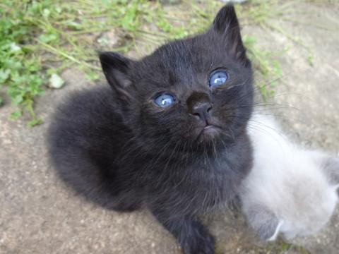 6月中ごろ生まれた黒猫