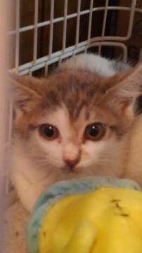 ちょっぴり怖がりな女の子