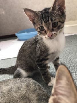 私の名前はノエルちゃんです。