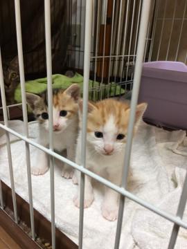 兄弟の子猫ちゃんの里親募集　