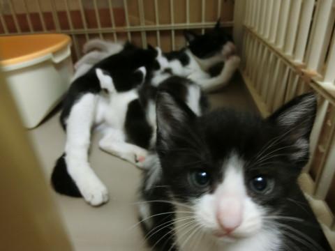 6/7生まれ黒白５兄妹と黒白まあま