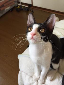 きりりとハチワレ トム君