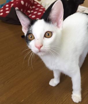 幸せを運ぶ！？ハートちゃん