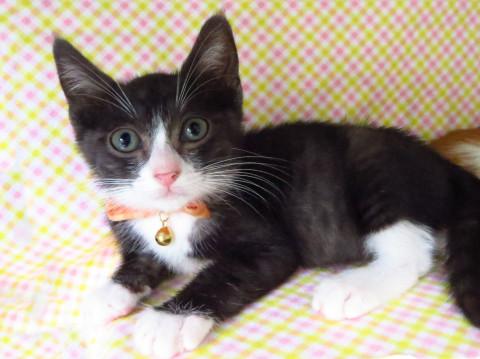 こねこのぴっち似☆黒白のカイ君