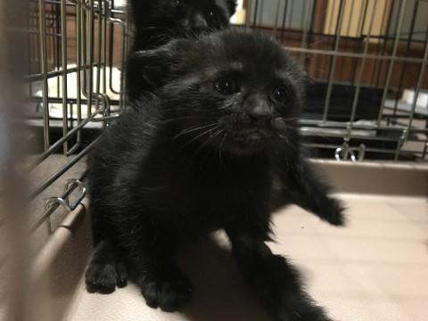 触れる黒仔猫兄弟③びびちゃん